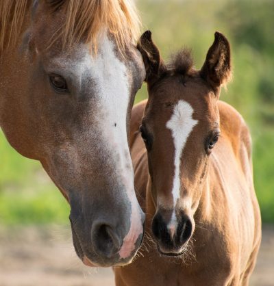 Kristine Benne, Psychologische Beratung, Lebensberatung, Beratung auf Seelenebene, Kinesiologie für Frauen, Stressbewältigung, Angstbewältigung, mehr Lebendigkeit, Leichtigkeit, Lebensfreude, System, Körper, Geist , Seele, Techniken, Übungen, Auflösen, verschiedenen Themen, Erstgespräch